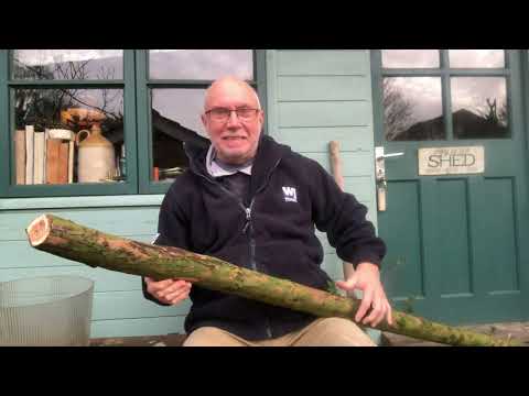 Making an English long Bow part one