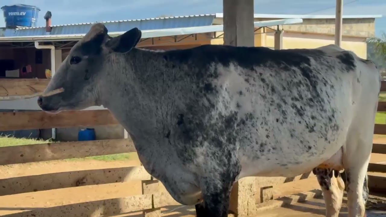 LOTE 19