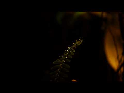 Instrumental Music - Audiophile Music Collection 2019