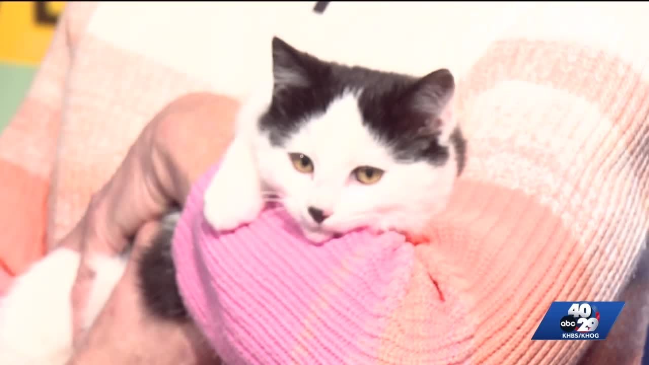 Pet of the Week: Casanova