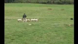 preview picture of video 'English National Sheepdog Trials 2007 - John Wood'
