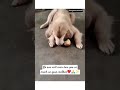 Dog Ki Short Video Loves Hamari Adhuri Kahani Arjit Singh Viral Doglover Emotional Trending