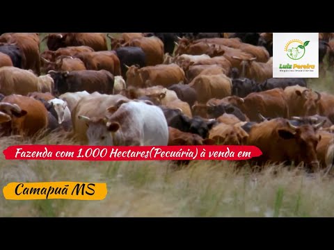 Fazenda com 1.000 Hectares(Pecuária) à venda em Camapuã MS