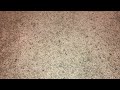 Announcement Video For March 15 2022