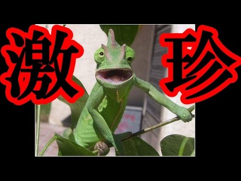 【衝撃の瞬間！】必ず二度見したくなる「決定的瞬間特集！！」・・動物編②