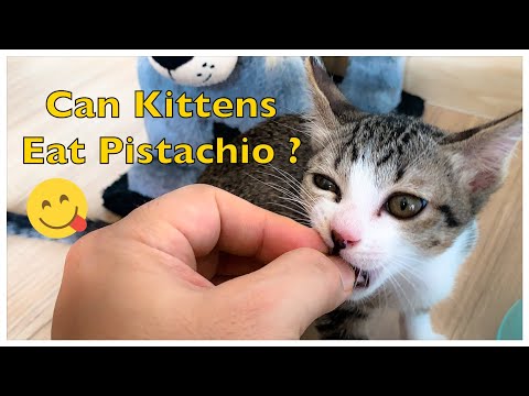 085 Can kittens eat pistachios ? - YouTube