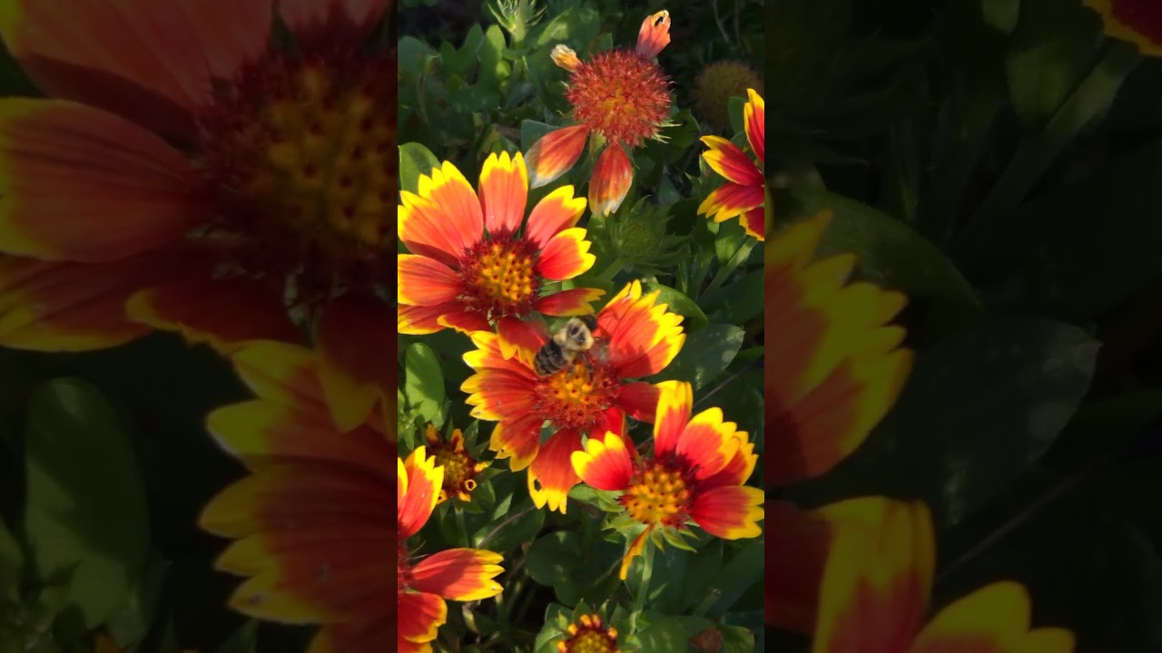 FLOWERS 🏵 AND BUMBLEBEE 🐝 #shortfeed #canada #ytshorts #flowers #bumblebee