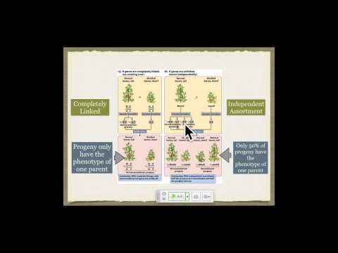 Genetics A Conceptual Approach: Chapter 7 pt 1
