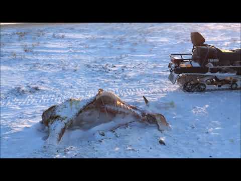 охота на волков в казахстане 2016 ( hunting for wolves )