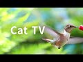Cat TV 2020: 5 Hours Hummingbirds. Beautiful Birds for Cats to Watch. Nature Sounds