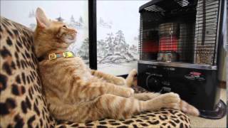 Ellis Marsalis   Never Let Me Go