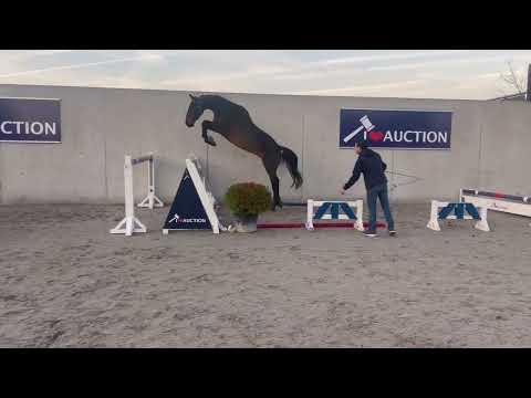Rising-STX Van 't Kattenheye free jumping