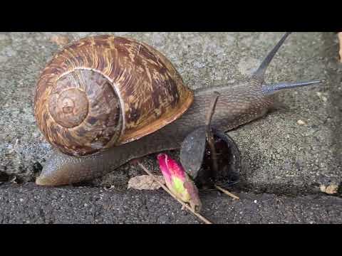 חילזון זוחל A snail is crawling