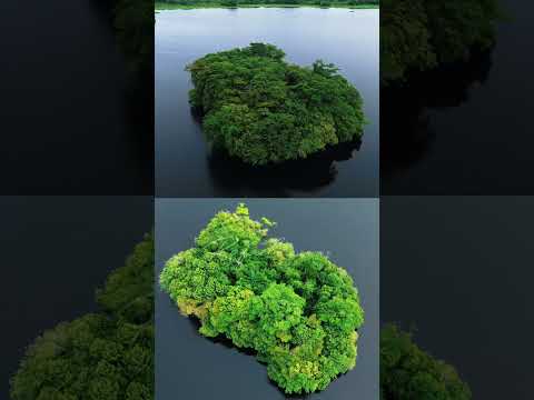 Ciénaga de Barbacoas - Isla del Amor