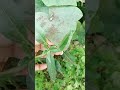 Mera Bagicha My Garden Explore Amazing Views Please Like And Subscribe My Channel