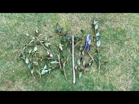 Prune Before Bloom, For Shape & Height, Camellia “Taylor's Perfection" - February 9, 2023