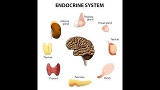 Physiology | Endocrine|  lecture 1 | part 1 | Dr.Nagi | Arabic