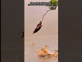 Monkeys hanging on bananas in the water while teasing tigers #animals