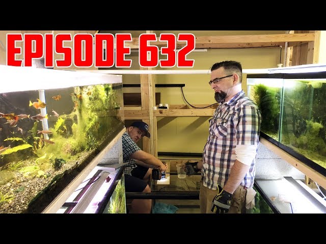 Episode 632! Managing Large Fish room Growth!