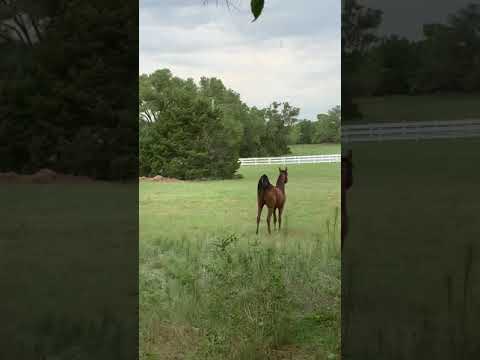 Orlando (Alihandro EKS) and Athos (Equator PASB)