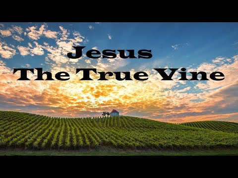 The True Vine – The Teachings of Jesus – Christian Devotional