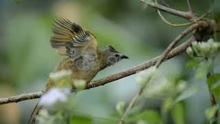 Download lagu Sound bird Olive-winged Bulbul| merbah belukan| suara masteran burung kapas tembak| burung gacor mp3