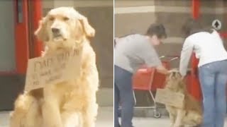 This Dog Was Sat All Alone Outside Target. Then People Looked Closer At The Sign Around His Neck