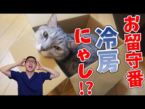 猫の暑さを冷やす方法