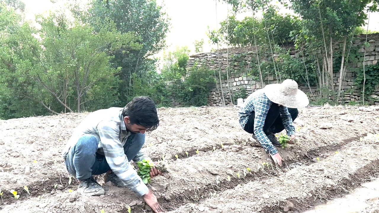 ڤیدیۆ | جووتیارانی سنووری وەرتێ بەردەوامن لە چاندنی توتن