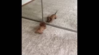 Dachshund puppy in a mirror