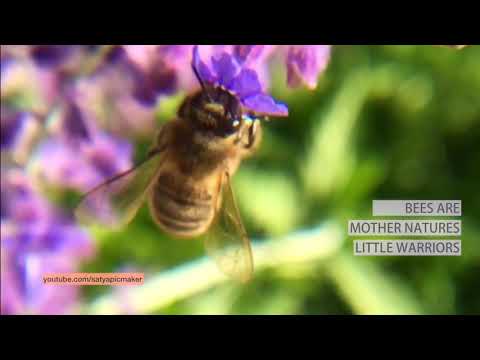 Bees are Mother Natures Little Helpers