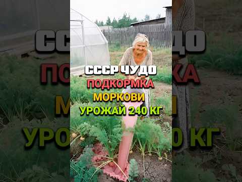 СССР чудо подкормка моркови #сад #огород #дача