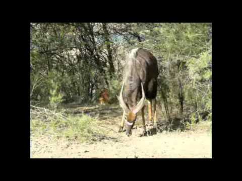 Nyala at Thula