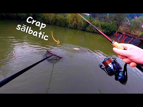 Pescuit la feeder In BALTA MEA DIN GRADINĂ - PEȘTI MOFTUROSI..