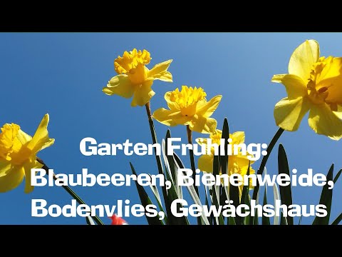 Garten Frühling: Blaubeeren, Bienenweide, Bodenvlies, Bepflanzen des Gewächshauses  Film 105