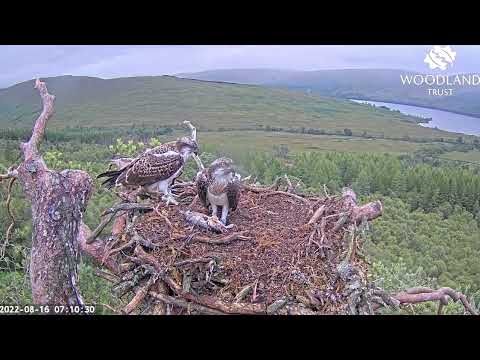 Breakfast arrives for the sisters on the Loch Arkaig Osprey nest but Willow gets it 16 Aug 2022