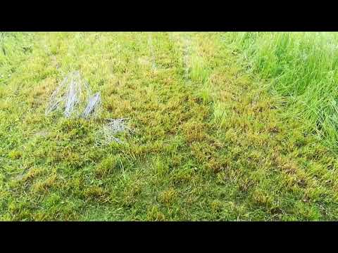 Hagelgewitter im Obstgarten Mai 2018