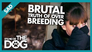 Heartbreaking Consequences of Dog Over-breeding |  It&#39;s Me or The Dog
