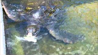 preview picture of video 'Feed Turtles At Neptune's Reefworld Aquarium Urangan'