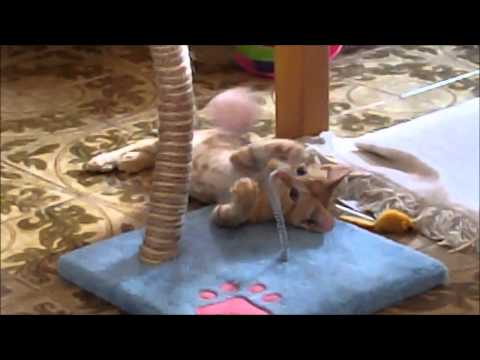 Cats are awesome  ... ;-)