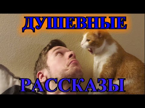 ДУШЕВНЫЕ  РАССКАЗЫ❤️Я ВЫБИРАЮ ЕГО❤️ДУРАК❤️ТЁЩА❤️ ПОЛКОВНИК❤️ПИСЬМА НА НЕБО @TEFI РАНАСТОЯЩИЙССКАЗЫ