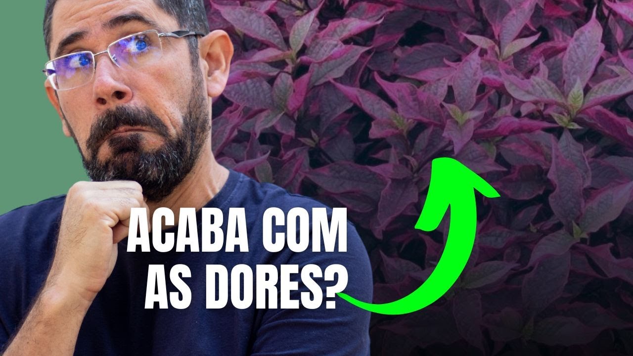 TERRAMICINA - Essa folha roxa vai acabar com as suas dores!