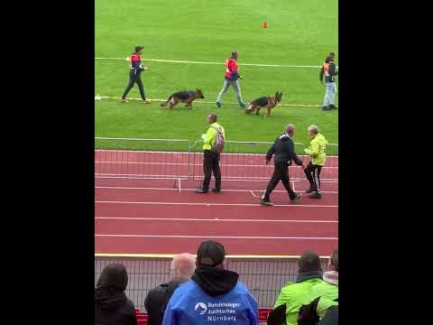 BSZS 2022 - JKH - Junior females - Nurnberg- 12-18 Months - 2022 - SG1 Cloe