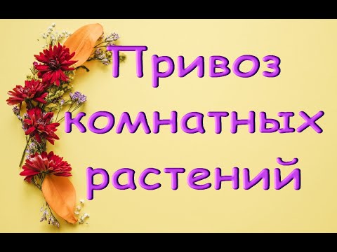 ЗАВОЗ комнатных РАСТЕНИЙ к 1 сентября в "Юге",26.08.20,Самара,ул.Авиационная,8.