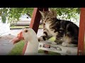 101 SUPER Weird Cats | AFV Funniest Cat Videos 2018