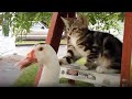 101 SUPER Weird Cats AFV Funniest Cat Videos 2018