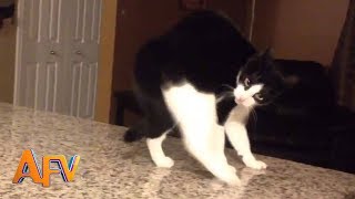 101 SUPER Weird Cats | AFV Funniest Cat Videos 2018
