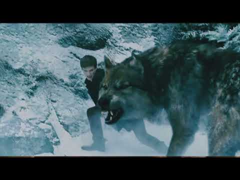 twilight wolves-seth
