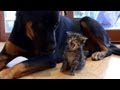 Big dog drools on tiny kitten