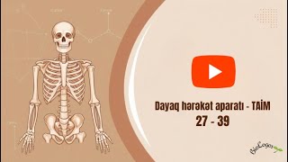 Dayaq-hərəkət aparatı 27-39 (TAİM)🦴